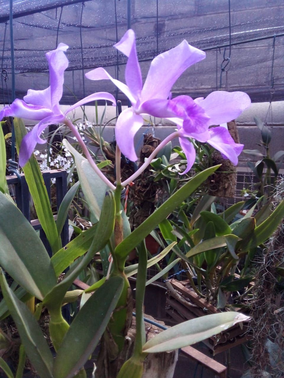 Imagem JPG, Parque do Peão tem orquídeas raras e em extinção