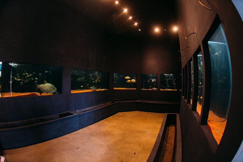 Imagem JPG, Maior e mais robusto, aquário da ExpoLondrina terá mais de 30 espécies