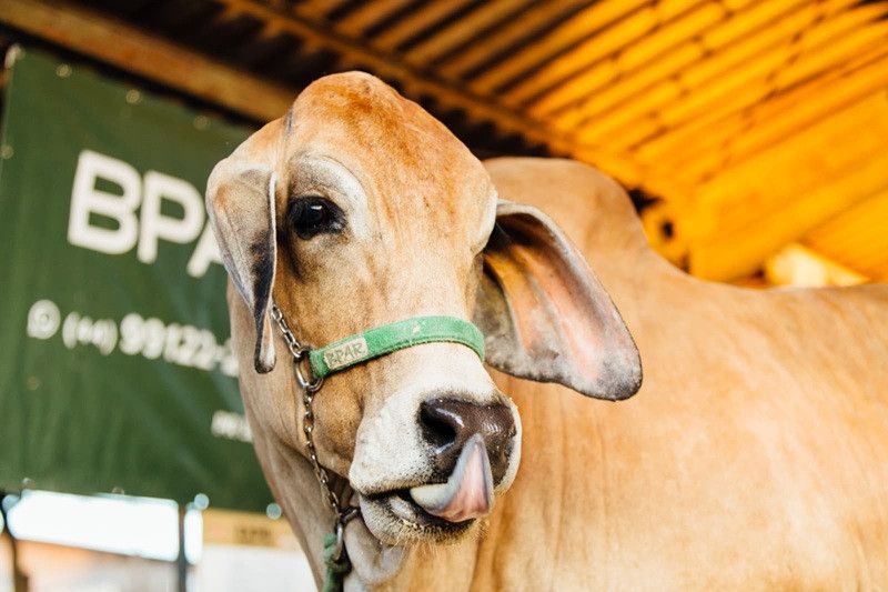  (Ricardo Chicarelli)