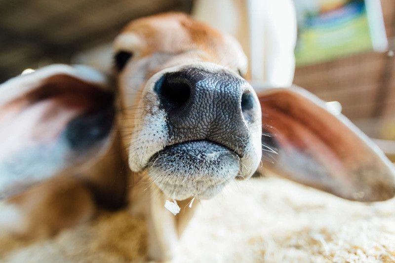  (Ricardo Chicarelli)