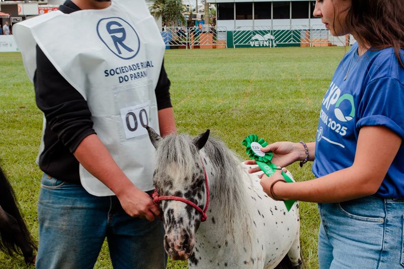 Imagem JPG, ‘Brinquedos vivos’, mini-horses conquistam mercado pet