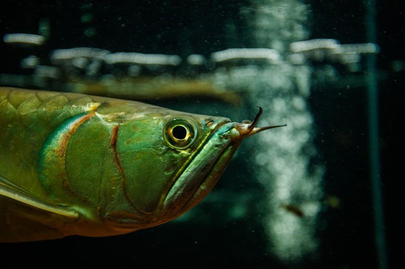 Imagem JPG, Aquário de Londrina encanta crianças, idosos e adultos na ExpoLondrina