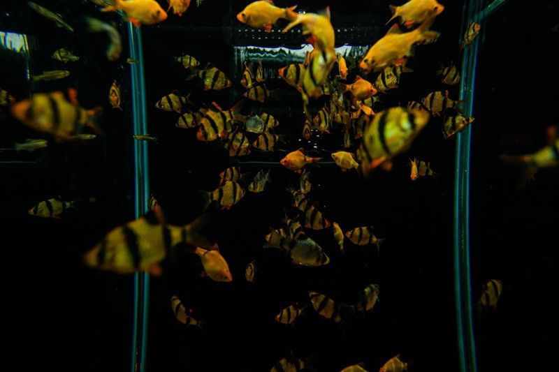  ( Henrique Campinha)