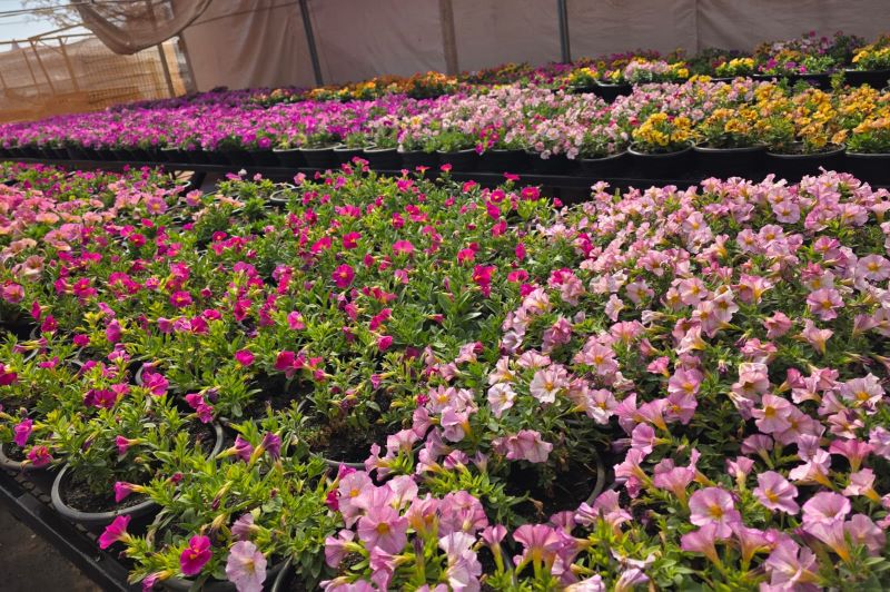 Imagem JPG, Parque do Peão receberá visitantes com mais de 60 mil flores 