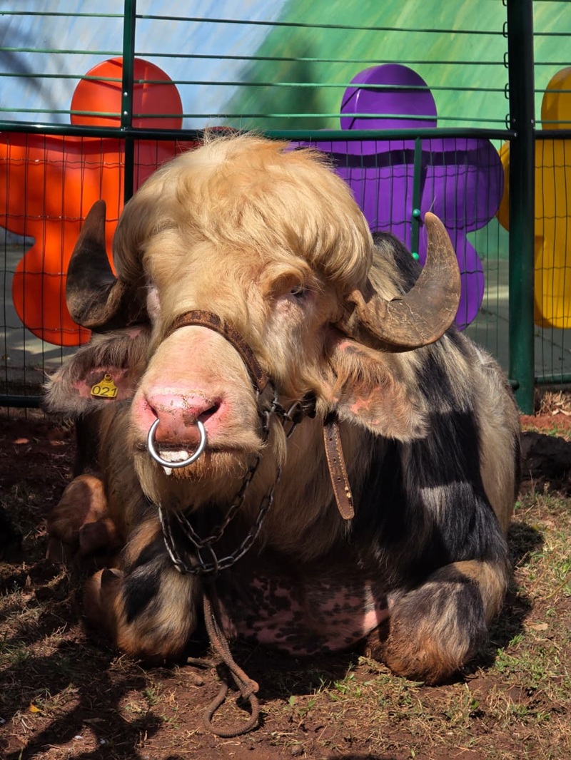 Imagem JPG, Búfalo Albino é atração da Fazendinha do Tio Claudinho no Rancho do Peãozinho