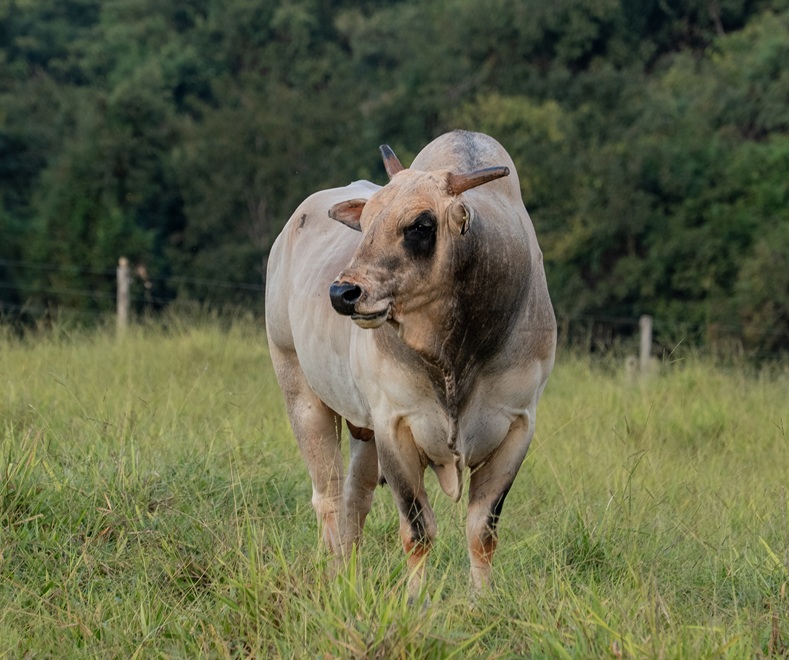 Imagem JPG, Barretos 2025: touro da Cia Tercio Miranda participa do Desafio do Bem